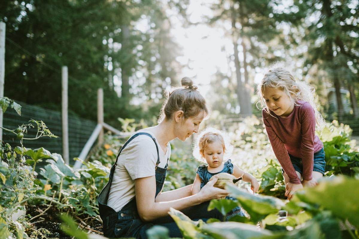A modern American family harvesting vegetables from a thriving backyard garden